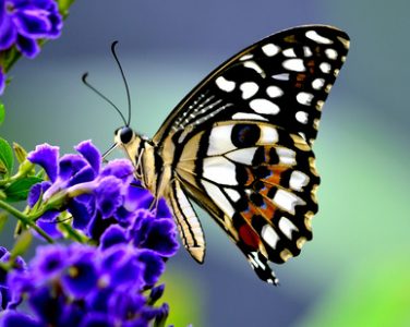 Butterfly on a flower